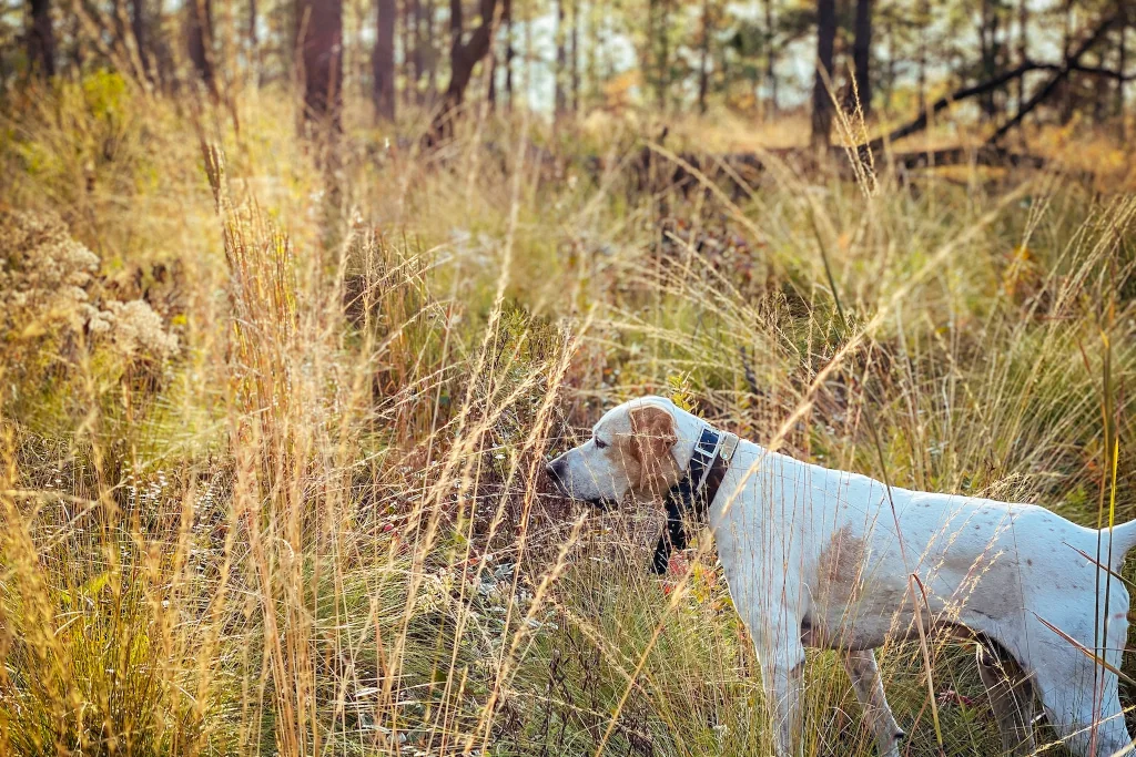 english pointer dog in high grass