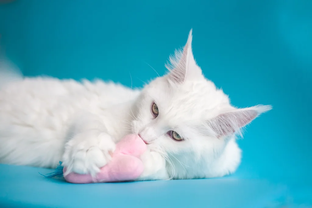 fluffy cute white cat lying playing with toy