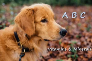 golden retriever dog on a leash outside in the leaves forest (written: 'A B C Vitamins & Minerals)
