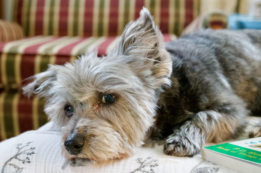 gray Carin Terrier dog lying on bed next to a book