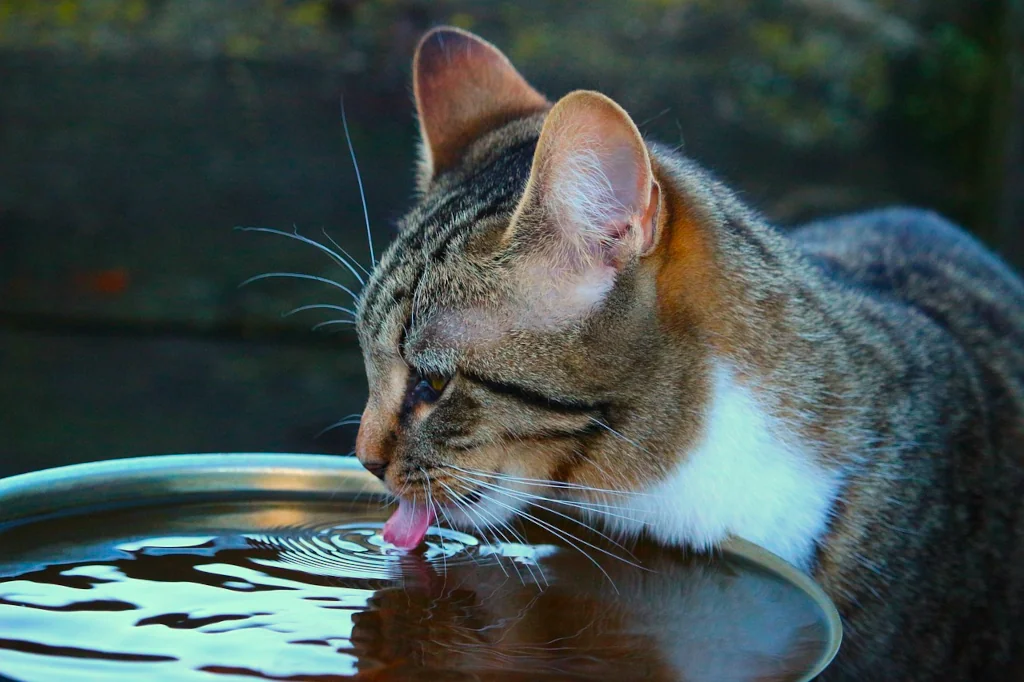 gray and white cat drinking water from a bowl