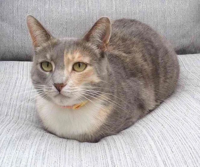 gray and white cat in a meatloaf position