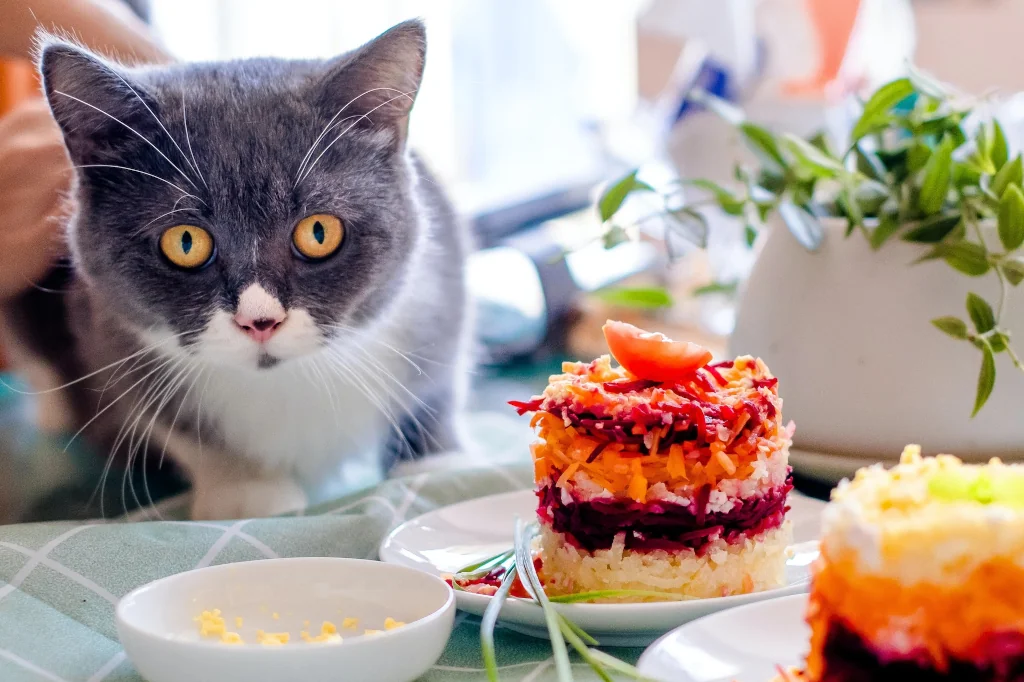 gray and white cat in front of food bowls