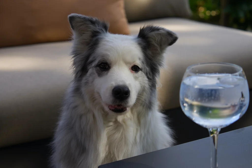 gray and white dog sitting in front of glass of water