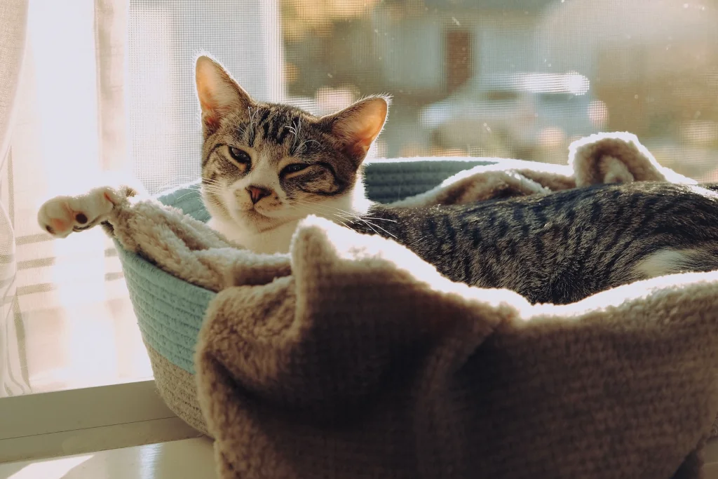 gray and white tabby cat resting near the window