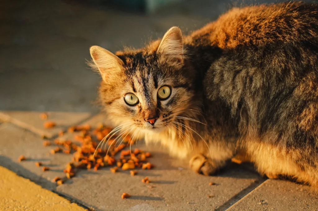 gray cat eating food from the sidewalk