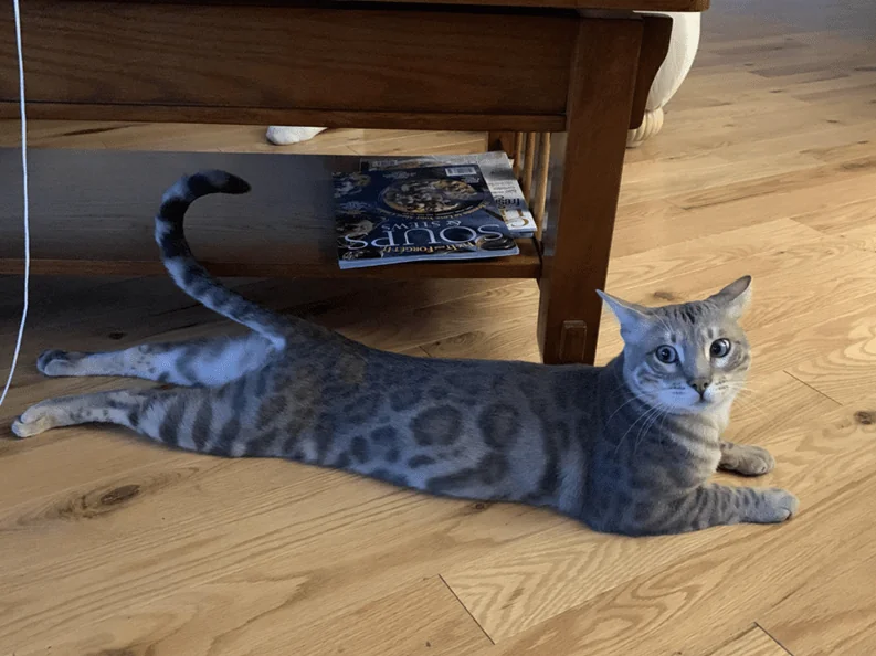 gray cat splooting position next to furniture