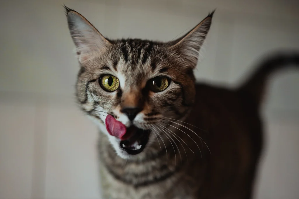 gray hungry cat standing on the counter top