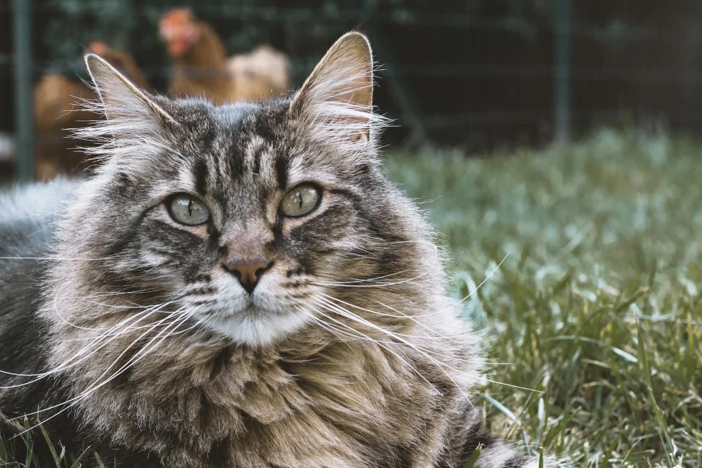 senior gray maine coon cat lying on the grass