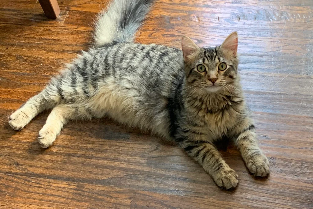 gray striped cat lying on the wooden floor