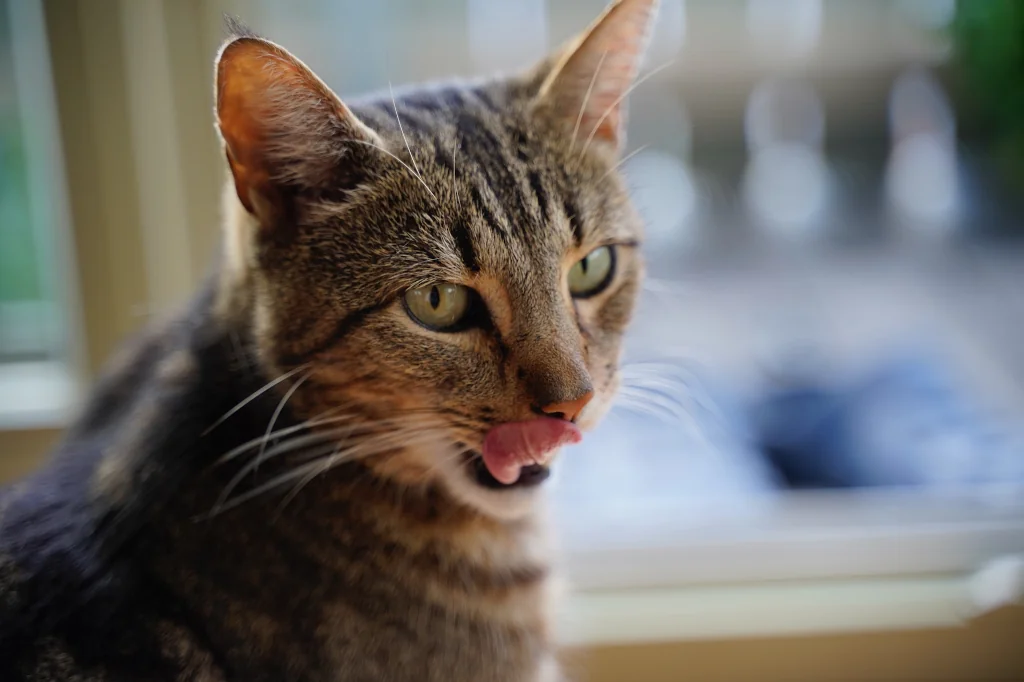 gray tabby cat licking its lips