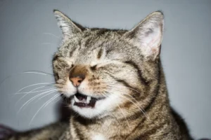 gray tabby cat sneezing