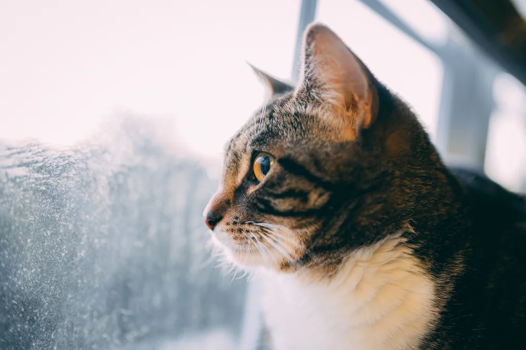 healthy brown and white cat looking out the window