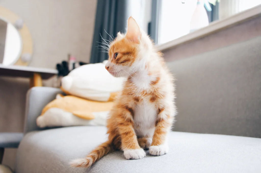 orange and white kitten sitting on a gray couch