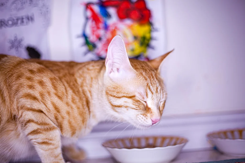 orange cat next to white ceramic bowl