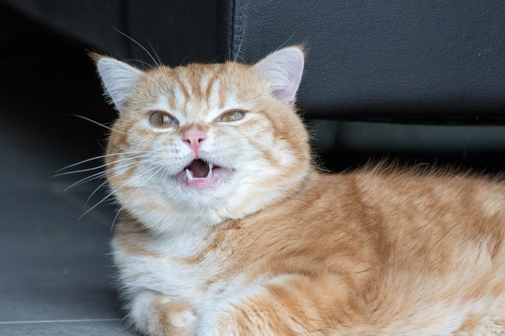 orange cat lying on the floor with open mouth possibly sneezing
