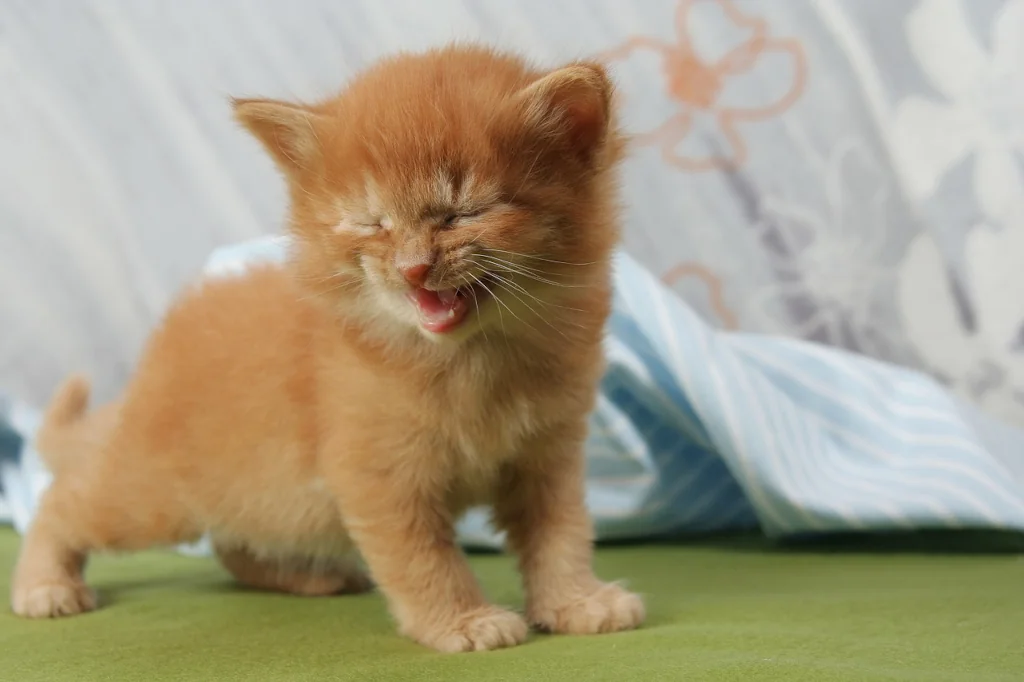 orange kitten meowing on green floor