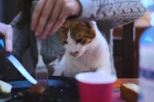 person cutting food on plate in front of a cat