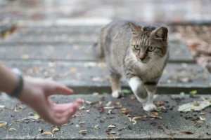 person extending an arm toward a stray cat