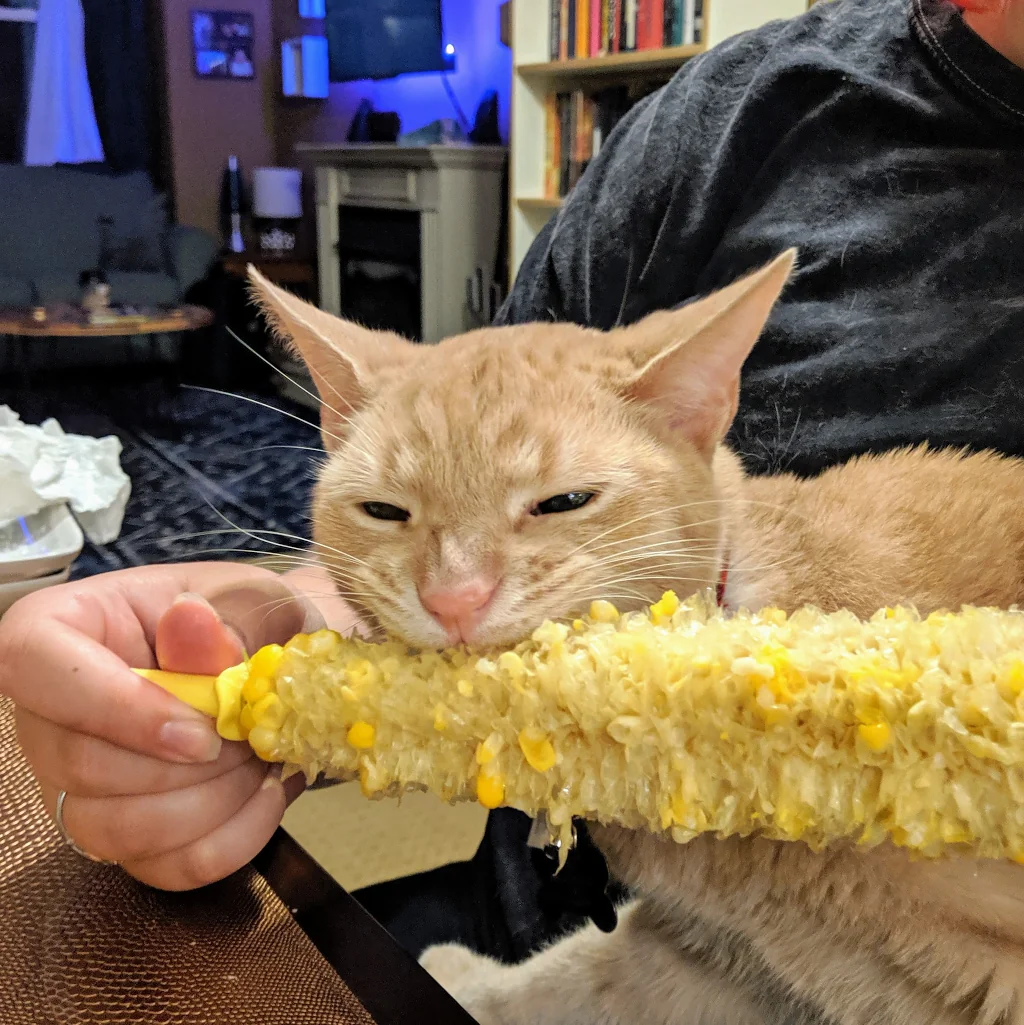 person feeding an orange cat some corn