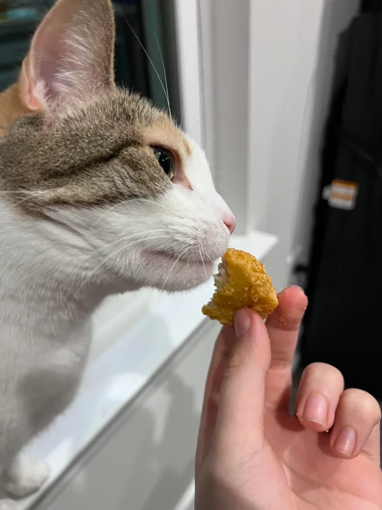 person giving a chicken nugget to a cat
