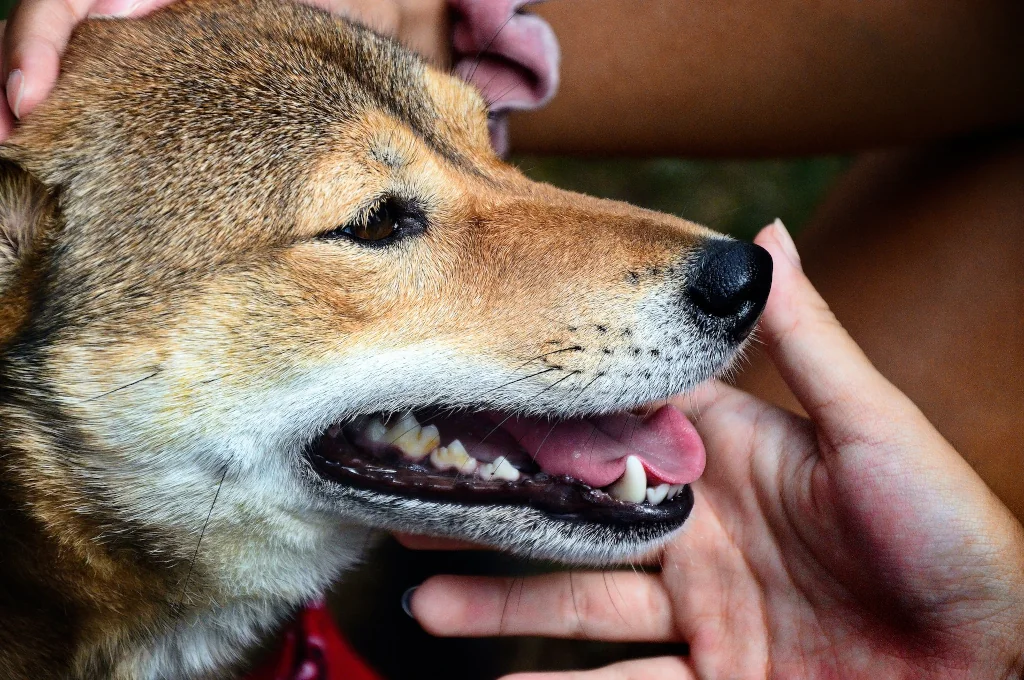 person holding brown dog's head with open mouth