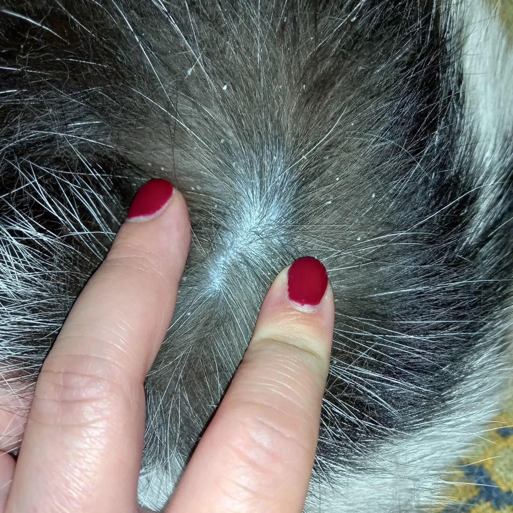 person revealing cat dandruff on black hair