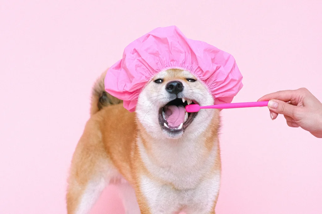 person using a toothbrush on a dog with pink hat
