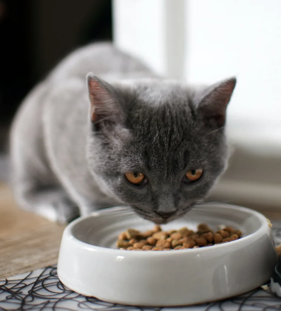 russian blue cat eating dry food from a bowl