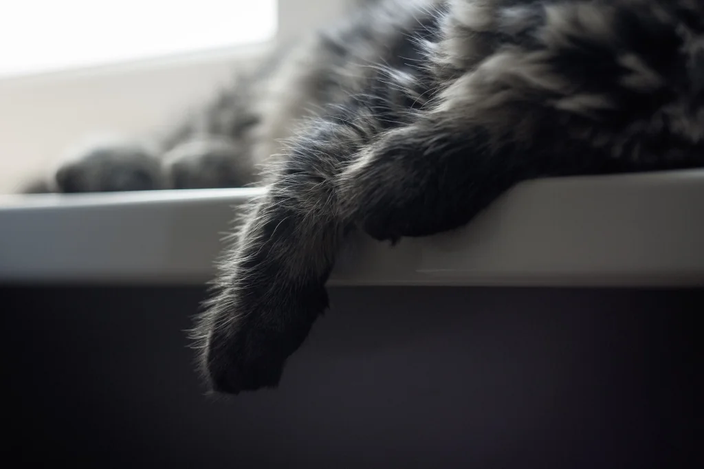 silver black tabby cat's paws while lying down