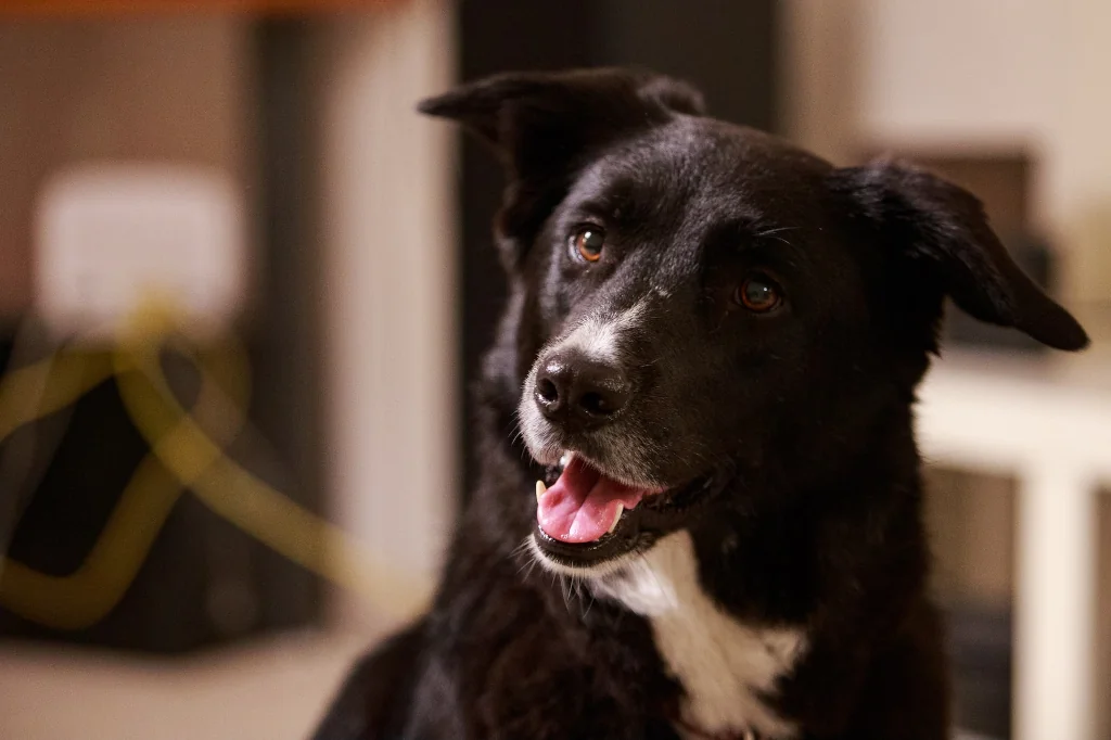 smart-looking black dog in focus