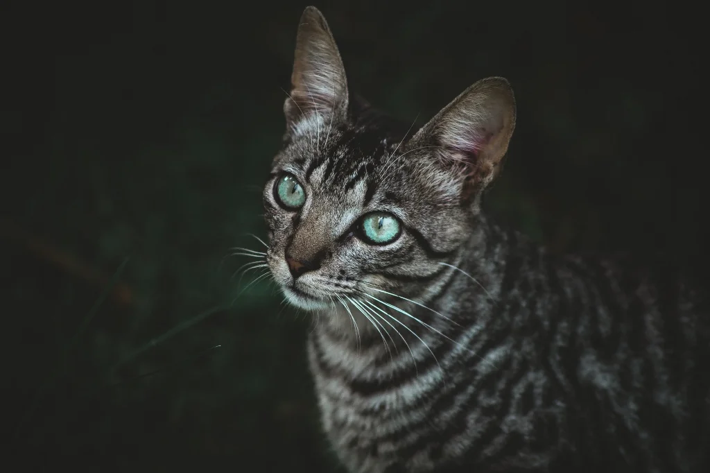 tabby cat up close on black background