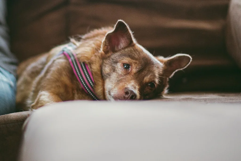 tired brown dog lying on the bed