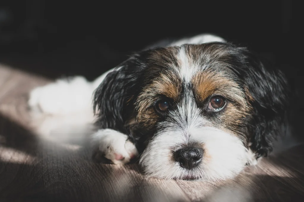 tricolor puppy dog lying on the floor