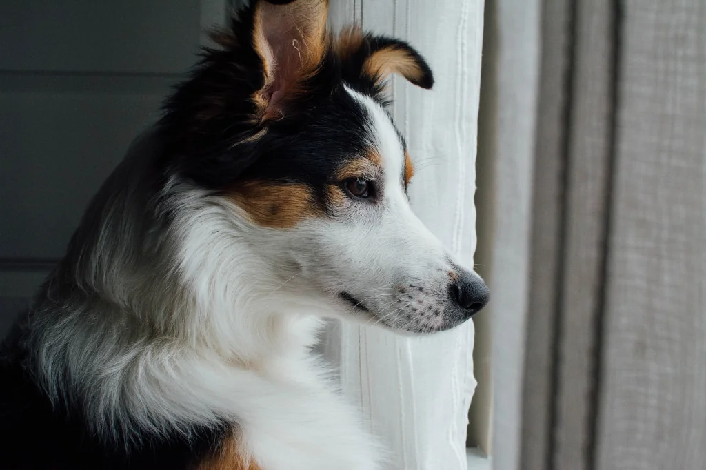 tricolor sheltie dog looking outside of window