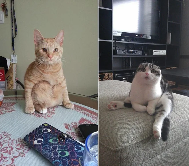 two cats side by side sitting strangely