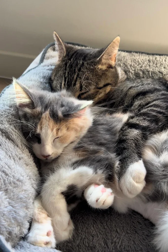 two gray tabby cats sleeping together