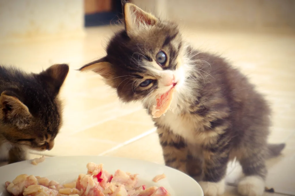 two kittens eating chicken out of plate