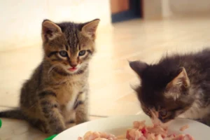 two kittens eating raw food out of a bowl