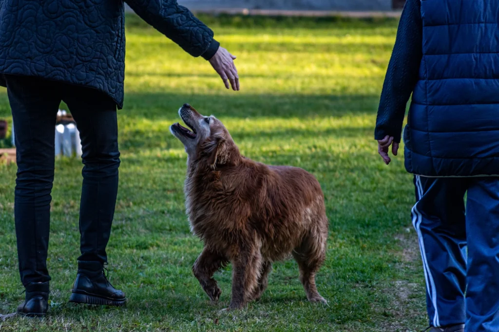 two people standing next to a brown dog on grass field