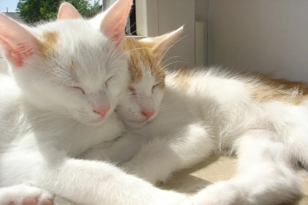 two white and orange sibling cats sleeping together