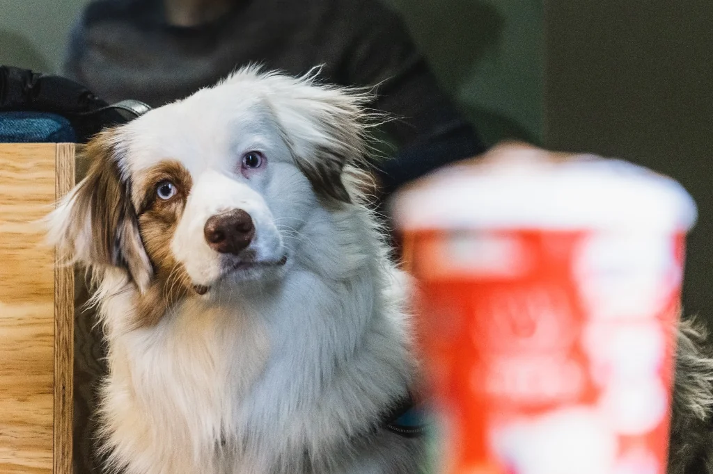 white and brown australian shepherd dog looking at camera