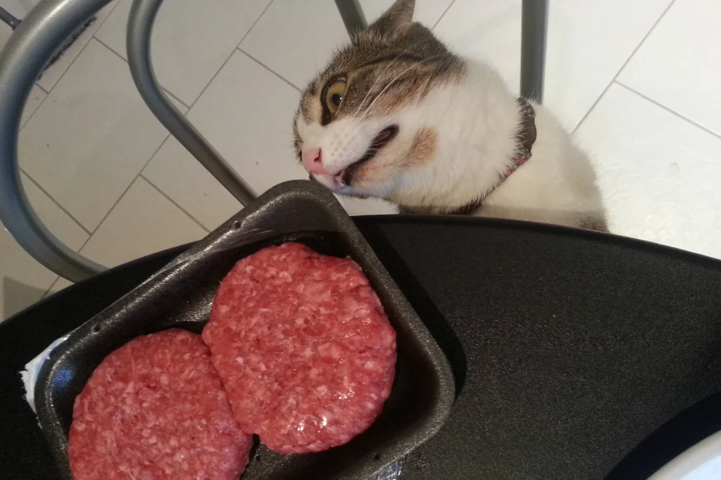 white and brown cat leaning towards two burgers