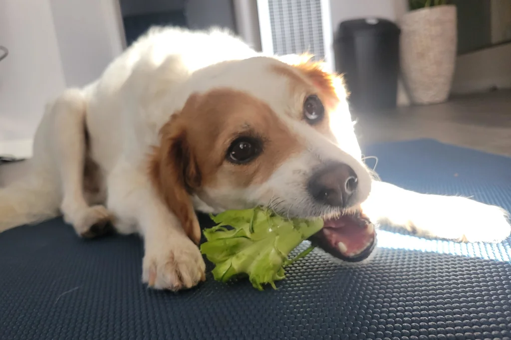 white and brown dog biting on broccoli