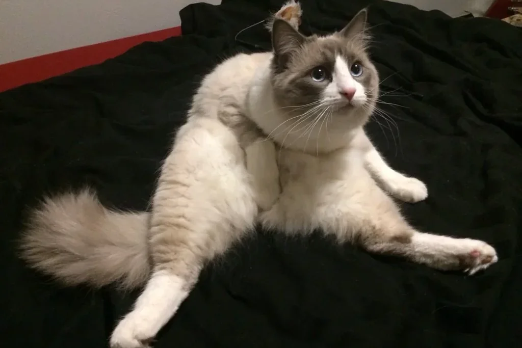 white and gray cat sitting strangely on black couch