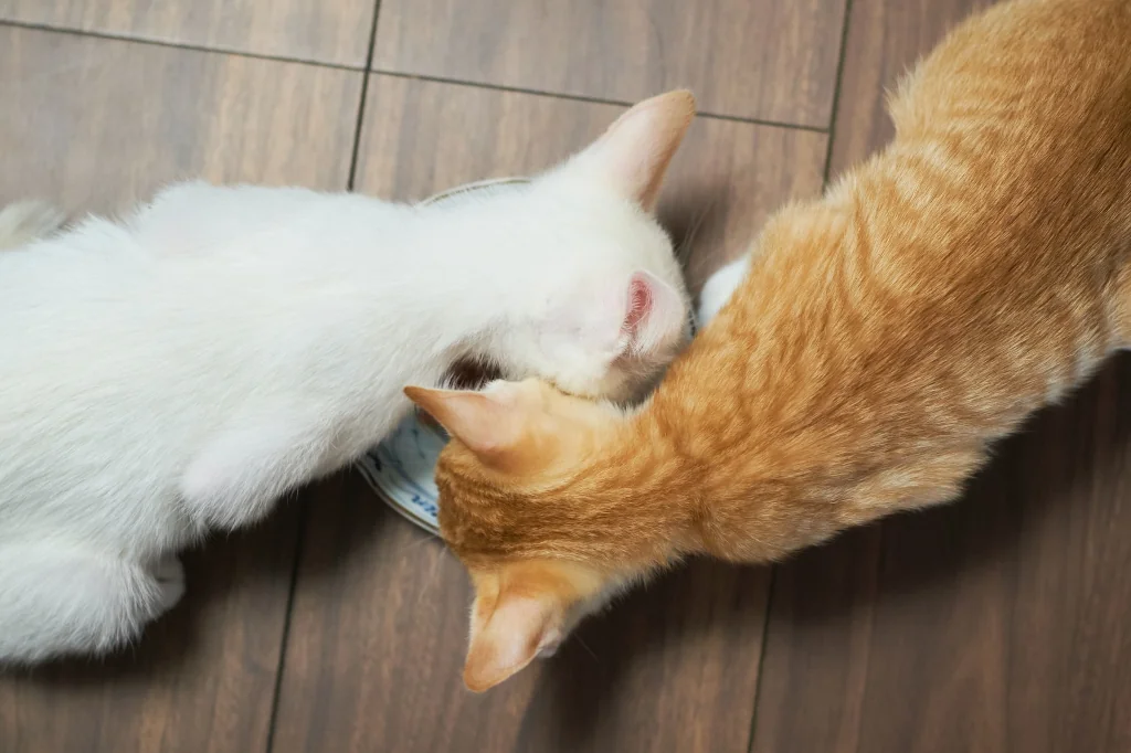 white cat and orange cat eating from a plate