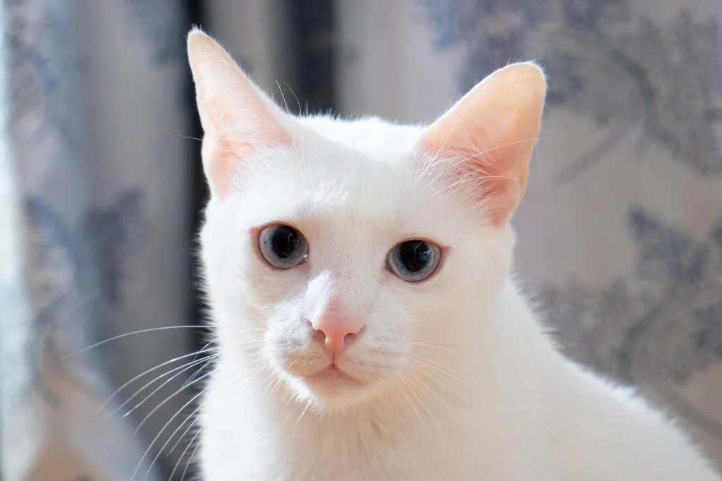 white cat looking at camera