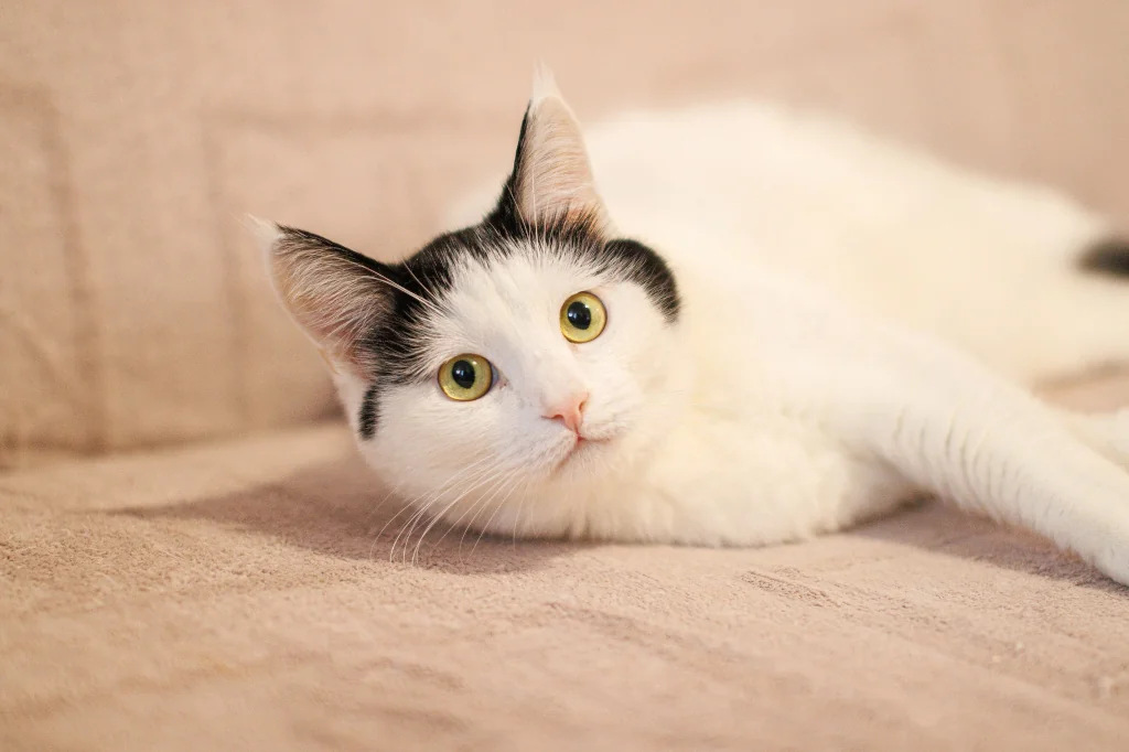 adult white cat lying on the bed