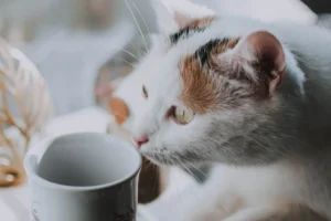white cat next to mug looking to drink