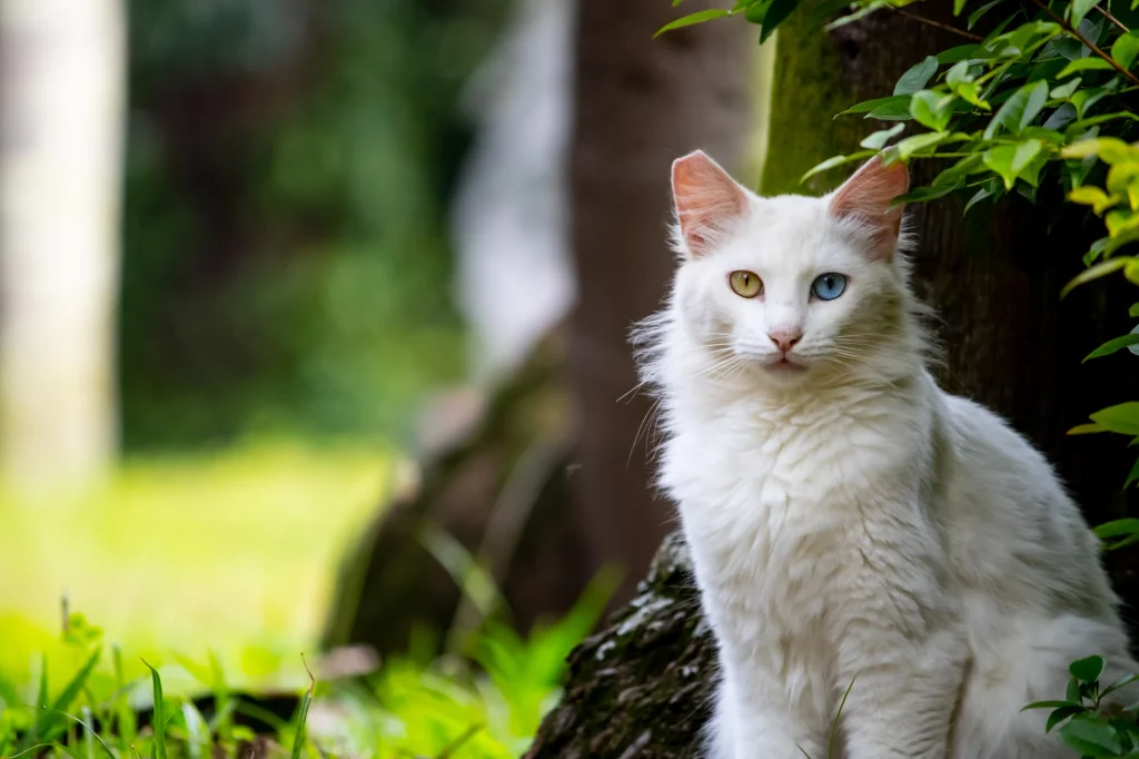 white cat standing outside next to a tree